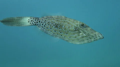 Scrawled filefish Stock Footage 80798471
