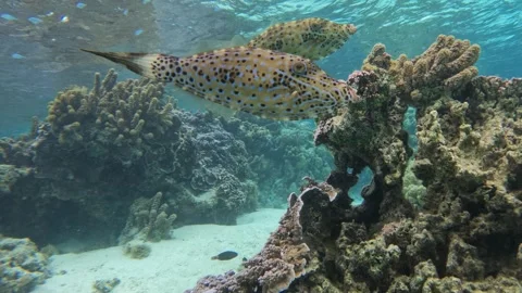 Scrawled Filefish Pair Over Coral Vídeo Stock 334582094