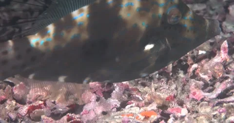 Scrawled Filefish, Philippines ClipC0073 스톡 동영상 244134183