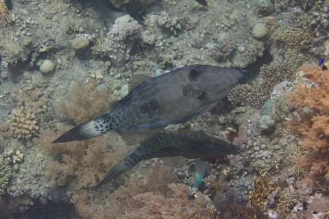 Scrawled Filefish in Red Sea Stock Photos