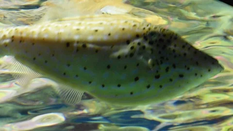 Scrawled Filefish swimming 動画素材 86214106