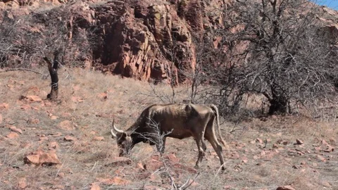 Scrawny Steer 3 Stock Footage 94097931