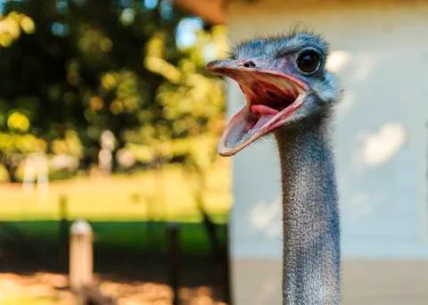 Scream of the Ostrich Stock Photos