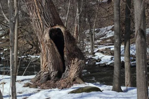 Scream tree by the river Stock Photos