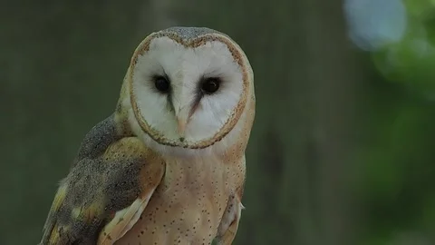 Screaming barn owl, spotted against blurred background, slow motion Stock Footage 306755034