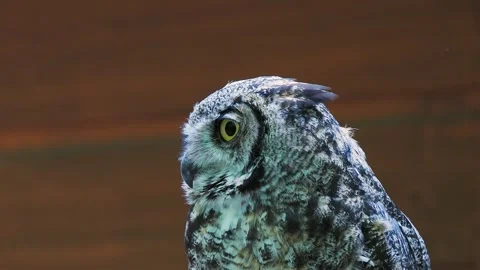 Screaming bubo bubo on brown background Stock Footage 306756202