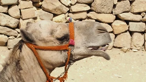 Screaming camel head Stock Footage