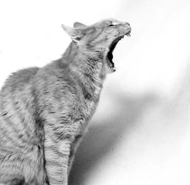 Screaming cat Stock Photos