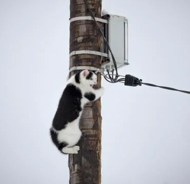 Screaming cat is on the pole Stock Photos