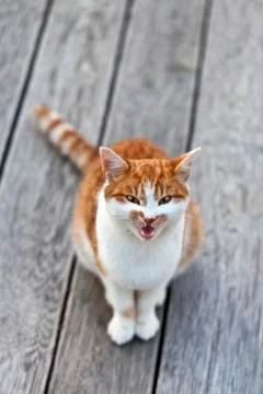 Screaming cat staring into the camera Фото