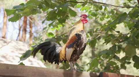 Screaming cock Stock Footage 53319950