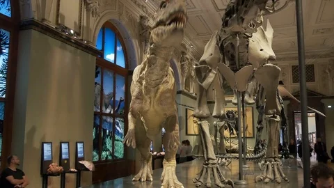 Screaming dinosaur in museum Stock Footage 94144095