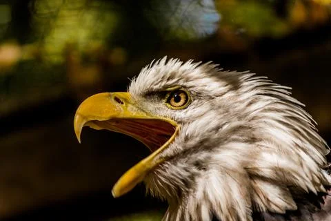 Screaming eagle with open mouth close-up. Stock Photos