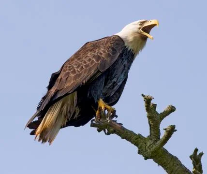 Screaming eagle in the wild Stock Photos