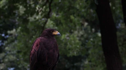 Screaming eagle in the wood Stock Footage 95141848