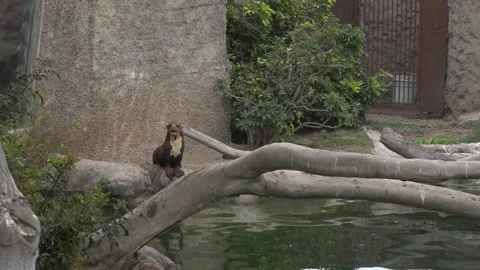 A screaming giant otter on a fallen tree branch in Huachipa zoo on cloudy day in Video stock 158240554