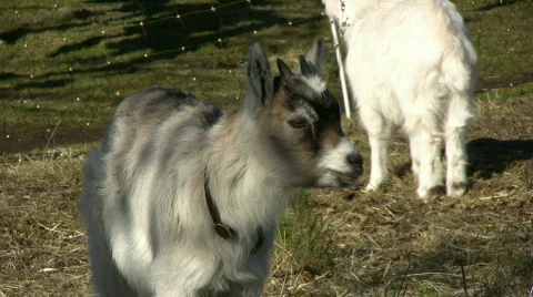 Screaming Goats Stock Footage