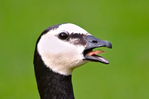 Screaming goose Stock Photos