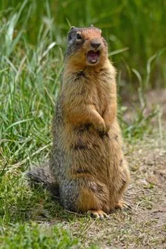 Screaming gopher Foto stock