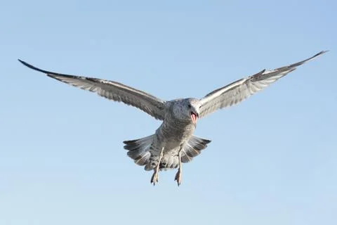Screaming gull Stock Photos