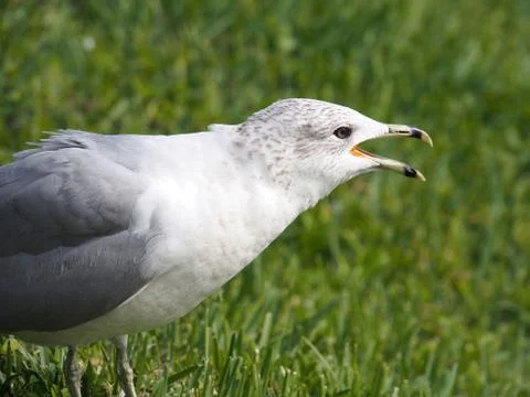 Screaming Gull Stock Photos