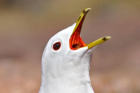 Screaming gull Stock Photos