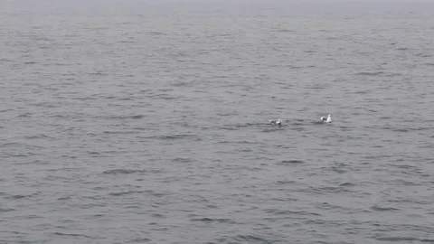 Screaming gulls Vídeo Stock 91872983