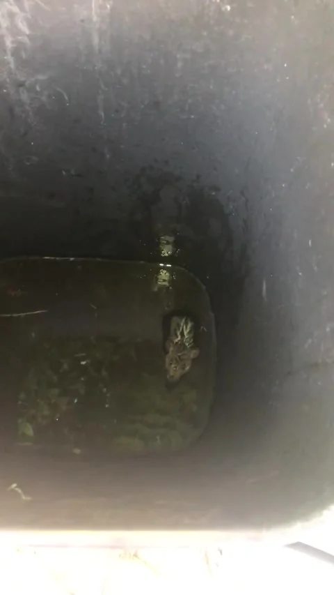 'Screaming for help': Tiny mouse rescued from water-filled trash can in Ohio Stock Footage 273011416