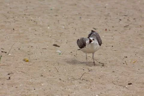 A screaming Herring gull on the sand. Stock Photos