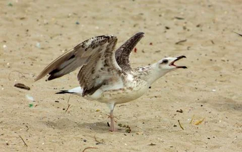 Screaming herring on the sand. Closeup. Stock Photos