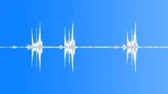 Screaming Piha (Lipaugus vociferans) Sound Effect
