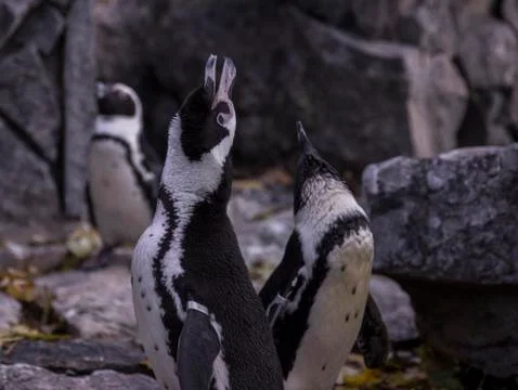 Screaming Pinguins Stock Photos