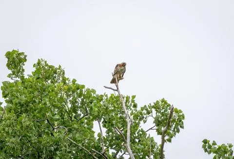 Screaming Red Tailed Hawk Stock Photos
