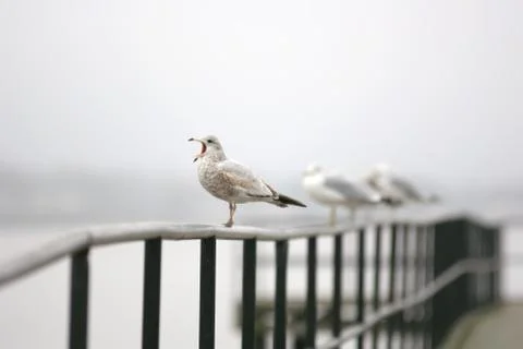 Screaming seagull Stock Photos