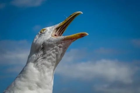 Screaming seagull Stock Photos