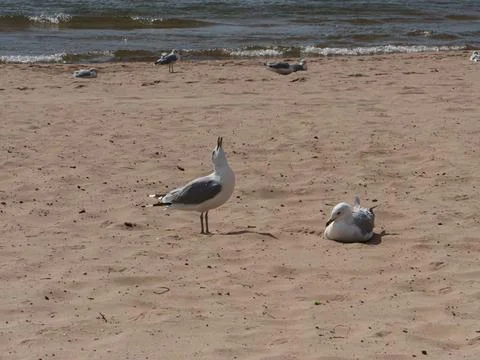 Screaming Seagull Stock Photos