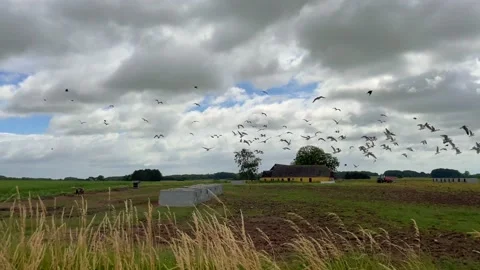 Screaming seagulls fly - 4K Stockbeeldmateriaal 200825749