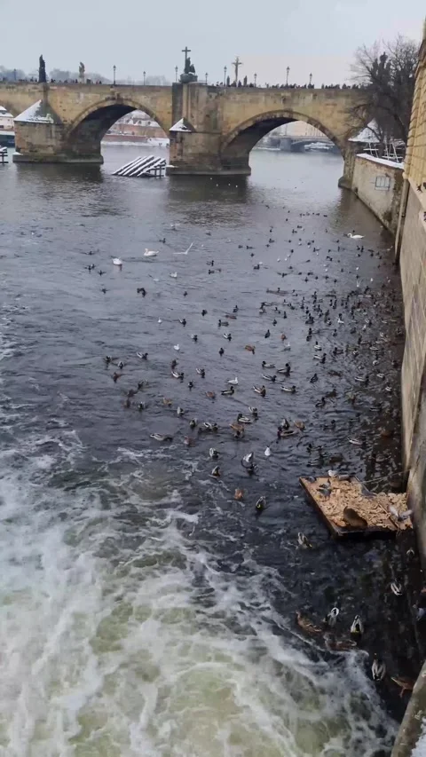 Screaming seagulls over the Vltava River in Prague, Czech Republic. Stock Footage 257888366