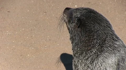 Screaming seal, close up Stock Footage 12147101