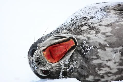 Screaming Seal Stock Photos