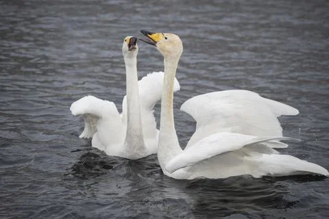 Screaming swans Stock Photos
