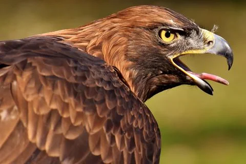 The screams of an eagle Stock Photos