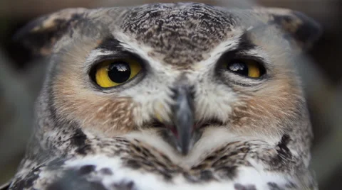Screech Owl #2 In Super Slow Motion Stock Footage 31740491