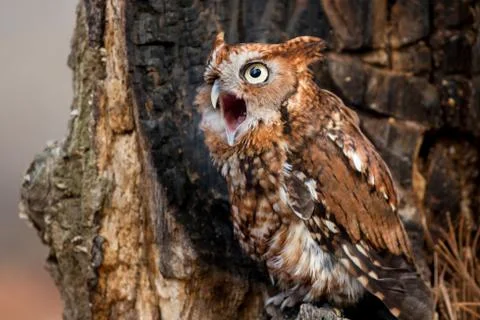 Screech Owl Calling Stock Photos