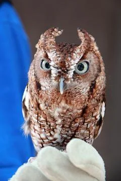 Screech Owl on hand Stock Photos