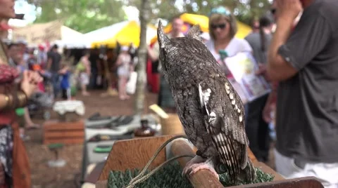 Screech Owl Looking At Crowd Of People At Fair Stock Footage 56823723