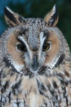 Screech Owl