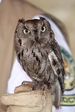 Screech Owl Stock Photos
