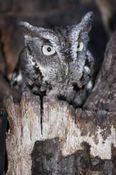 A screech owl portrait Stock Photos