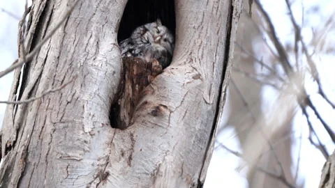 Screech Owl-Scratching and Shaking Feathers While-Sleeping In Nest Stock Footage 169614267